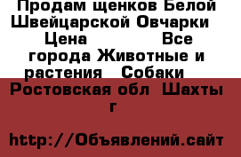 Продам щенков Белой Швейцарской Овчарки  › Цена ­ 20 000 - Все города Животные и растения » Собаки   . Ростовская обл.,Шахты г.